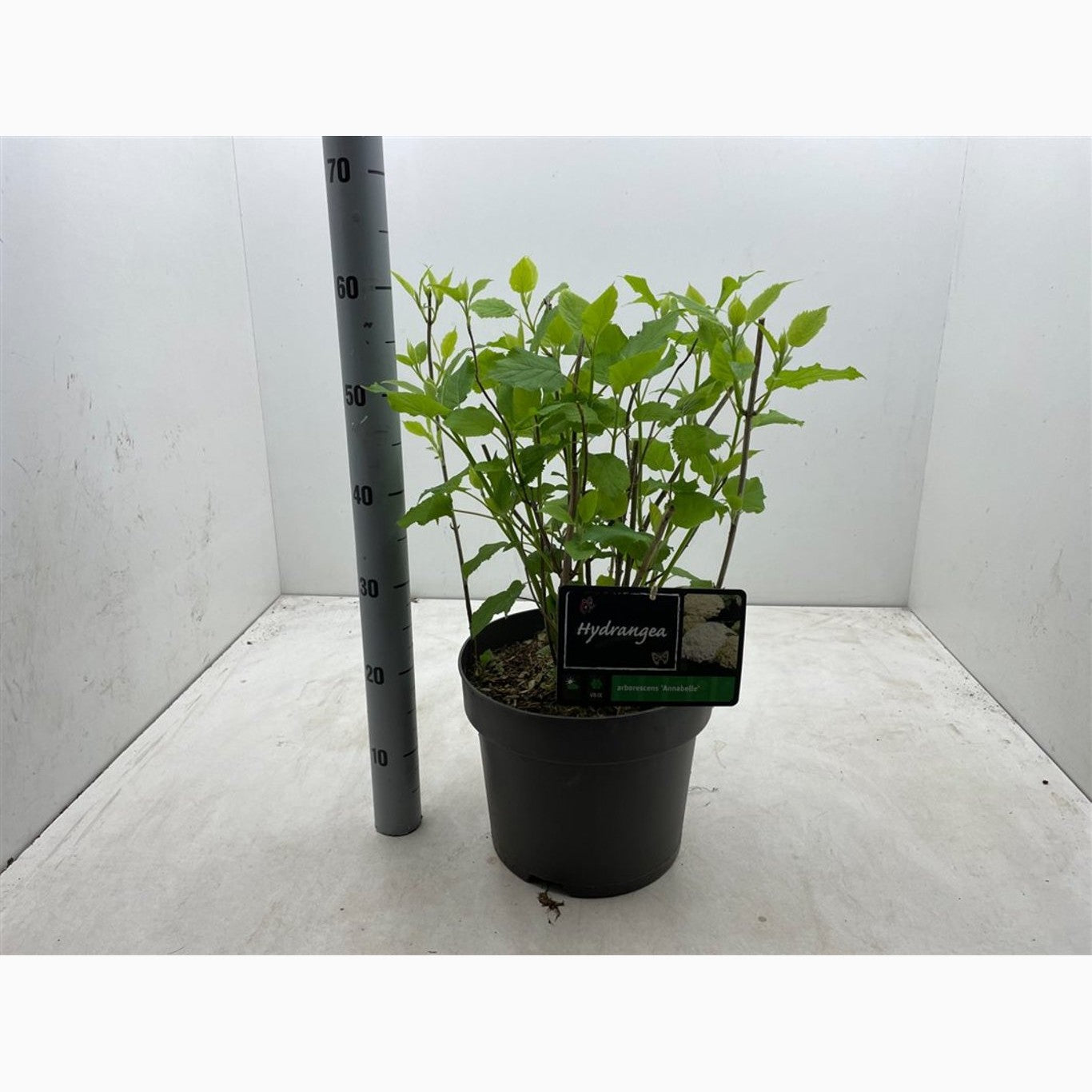 Hortensia – Hydrangea arborescens 'Annabelle' - C10